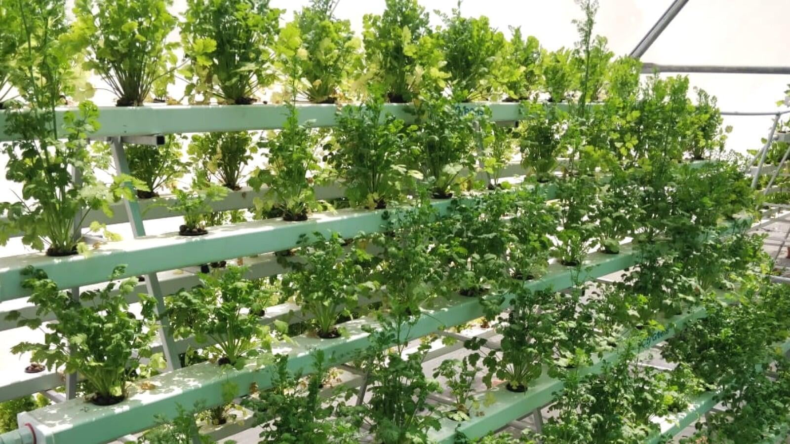 How Can We Grow Turmeric Using Hydroponics City Greens how-can-we-grow-turmeric-using-hydroponics-city-greens